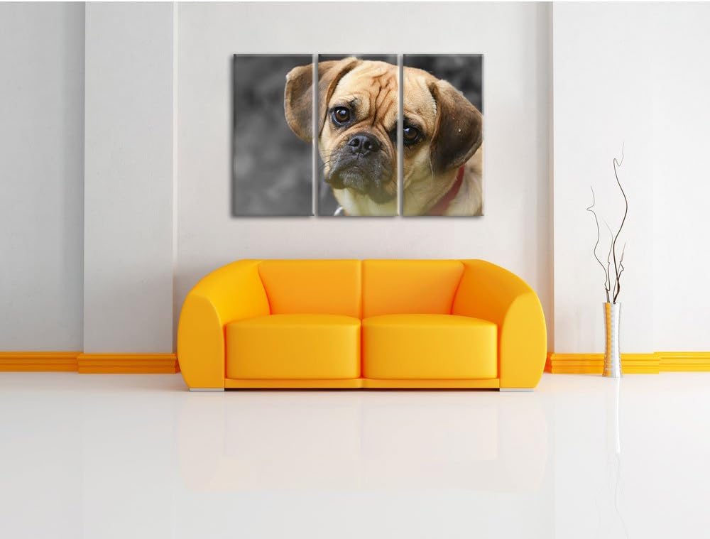 Pixxprint fragend schauender Mops Welpe B&W Detail 3-Teiler Leinwandbild 120x80 Bild auf Leinwand