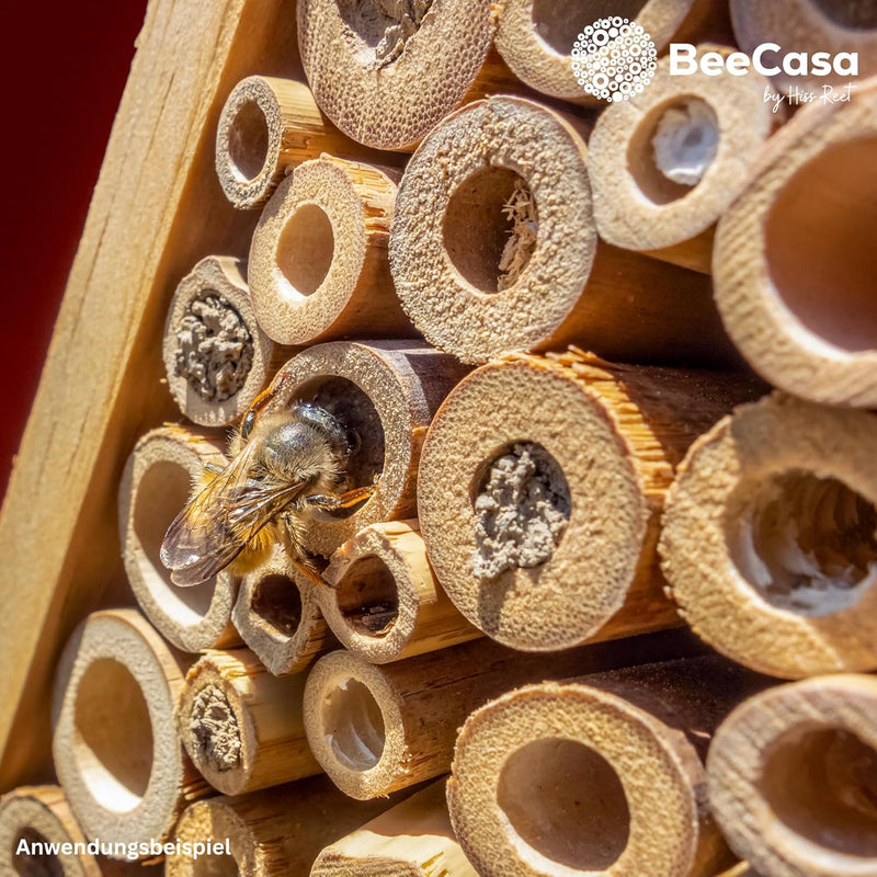 Hiss Reet BeeCasa by Schilfrohrhalme Premium | Geschälter Bund | Insektenhotel & Bienenhotel Füllmat