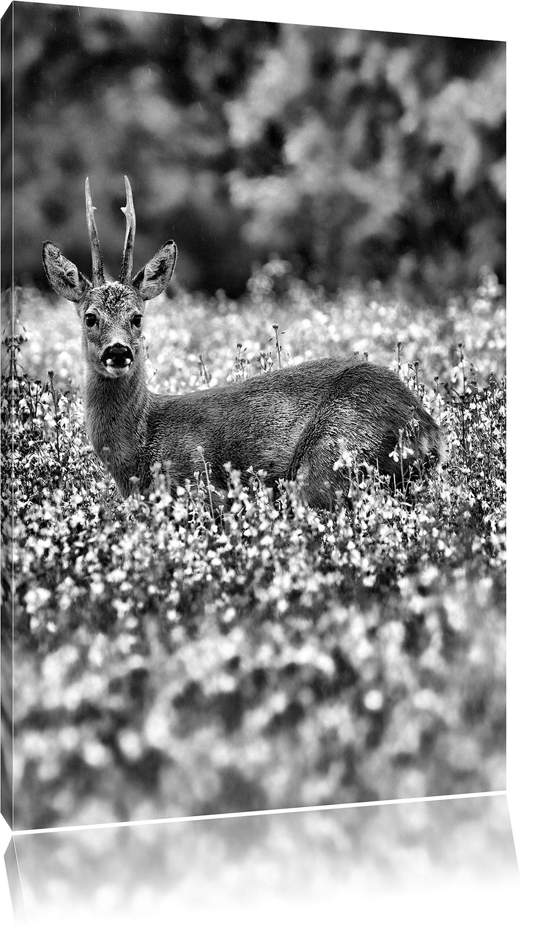 Pixxprint junger Hirsch auf Wildwiese / 100x70cm Leinwandbild bespannt auf Holzrahmen/Wandbild Kunst