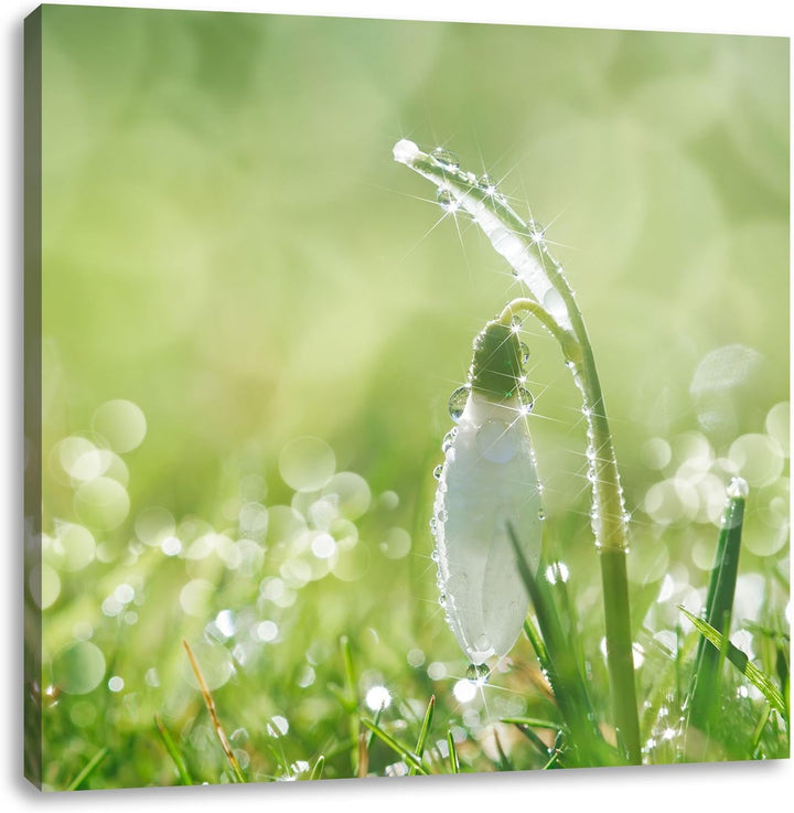 Pixxprint Schneeglöckchen auf Frühlingswiese als Leinwandbild/Grösse: 70x70 cm/Wandbild/Kunstdruck/f