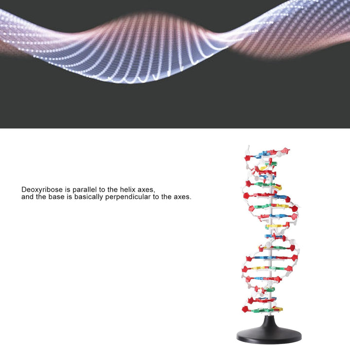 DNA-Strukturmodell, Plastisches Pädagogisches DNA-Doppelhelix-Modell, Lehrmittel für den Biologieunt