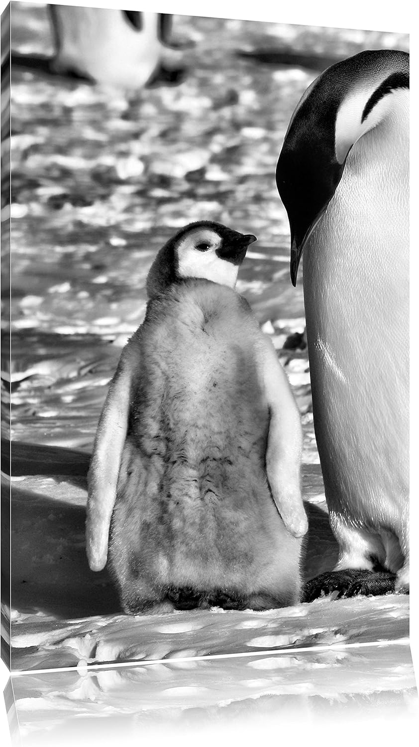 Pixxprint Kaiserpinguin mit Küken / 100x70cm Leinwandbild bespannt auf Holzrahmen/Wandbild Kunstdruc