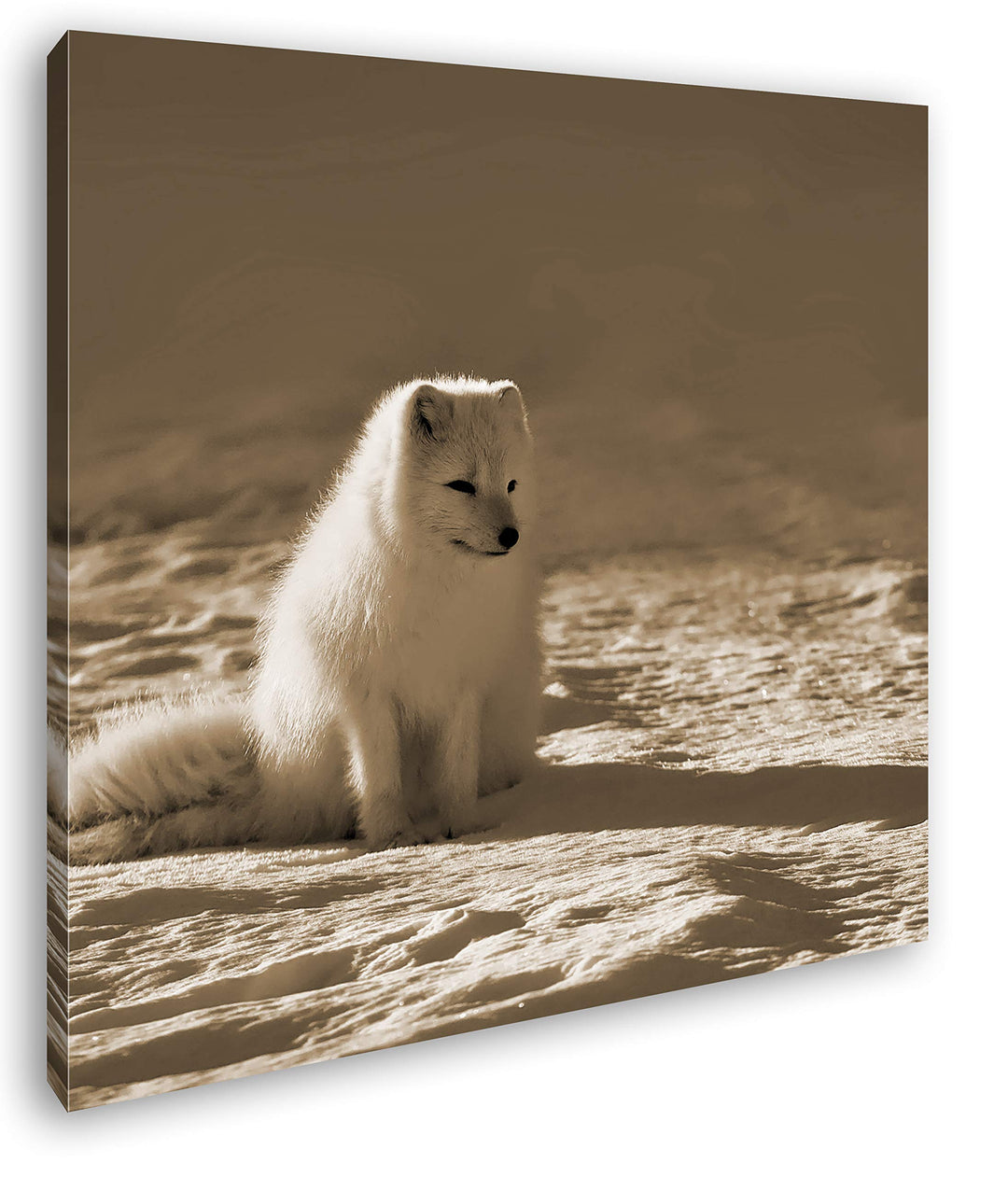 deyoli Arktischer Polarfuchs Format: 70x70 Effekt: Sepia als Leinwandbild, Motiv auf Echtholzrahmen,