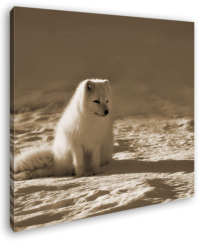 deyoli Arktischer Polarfuchs Format: 70x70 Effekt: Sepia als Leinwandbild, Motiv auf Echtholzrahmen,
