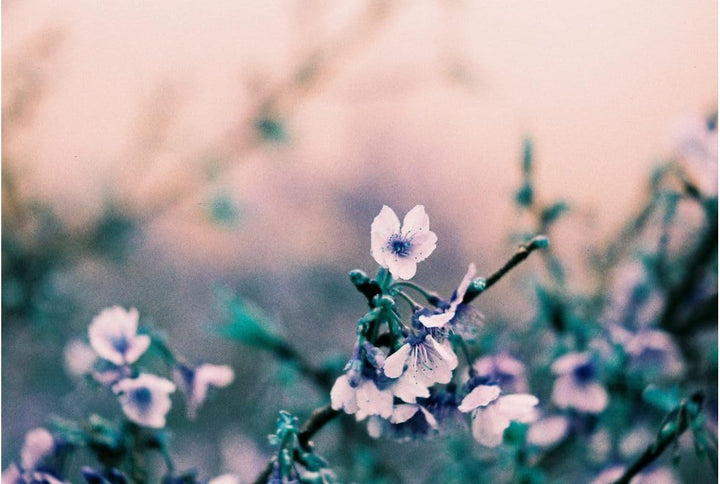 Lomography Turquoise 35Mm