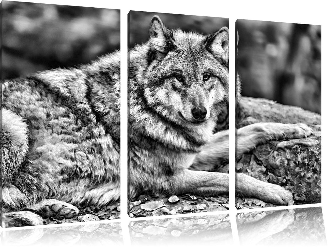 Pixxprint stolzer Wolf auf Stein als Leinwandbild/Grösse: 3 Teilig (120x80) cm/Wandbild/Kunstdruck/f