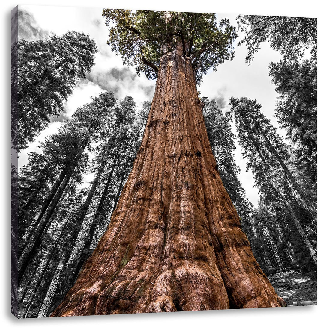 Pixxprint Riesenbaum Regenwald als Leinwandbild/Grösse: 70x70 cm/Wandbild/Kunstdruck/fertig bespannt