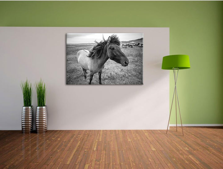 Isländer Pferde in der Wildnis / 100x70cm Leinwandbild bespannt auf Holzrahmen/Wandbild Kunstdruck D