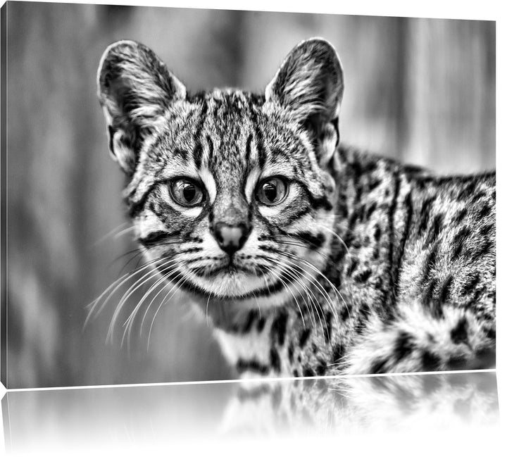 Pixxprint kleine Bengalkatze als Leinwandbild/Grösse: 100x70 / Wandbild/Kunstdruck/fertig bespannt,