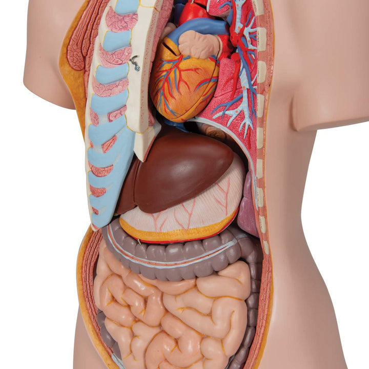 3B Scientific Classic-Torso-Modell, in klassischer Ausführung, geschlechtsneutral, offener Rücken, 2