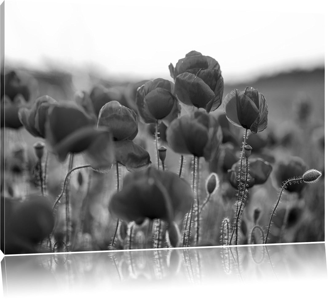 Feuriger Mohn Kunst B&W, Format: 100x70 auf Leinwand, XXL riesige Bilder fertig gerahmt mit Keilrahm