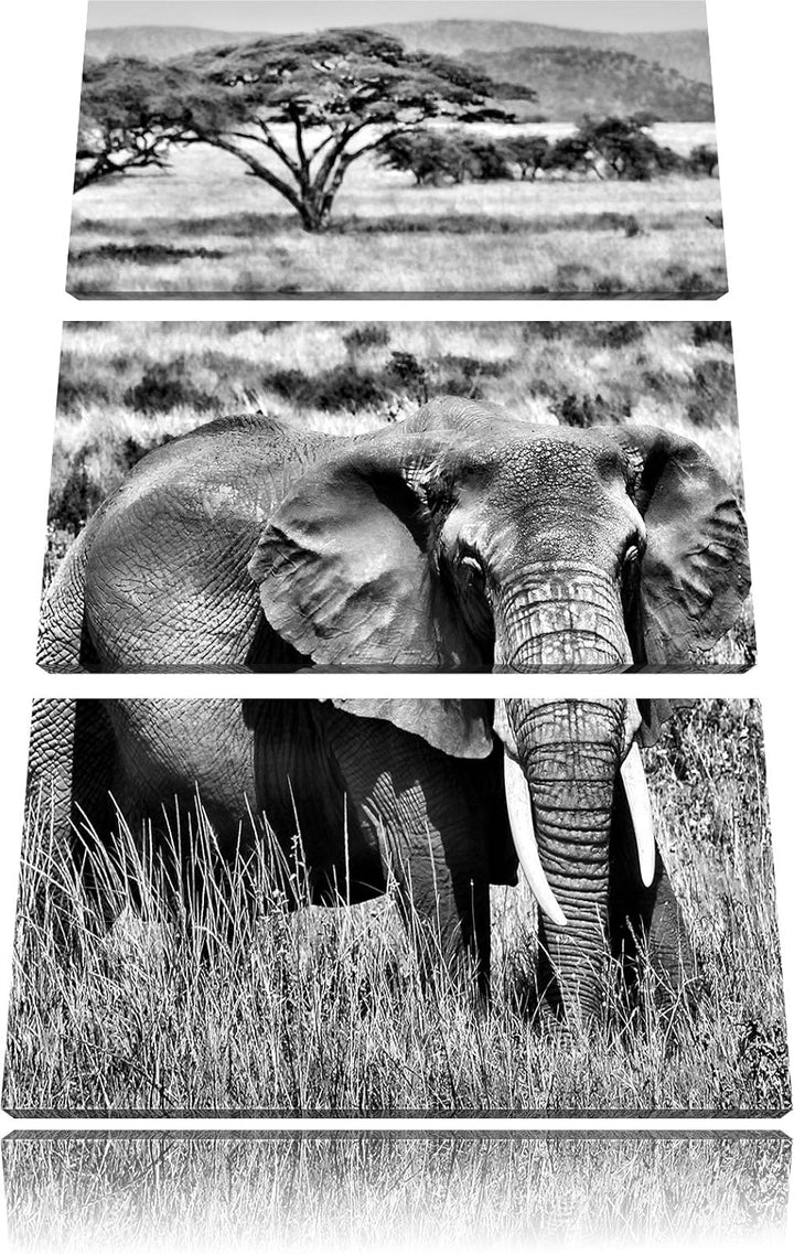 Pixxprint Elefant in der Savanne als Leinwandbild/Grösse: 3 Teilig (120x80) cm/Wandbild/Kunstdruck/f