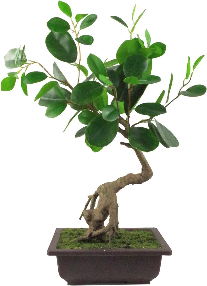 Leaf Künstlicher Kleiner Bonsai-Baum. 50 cm 50 Cm Ficus Abgerundeter Bonsai, 50 cm 50 Cm Ficus Abger