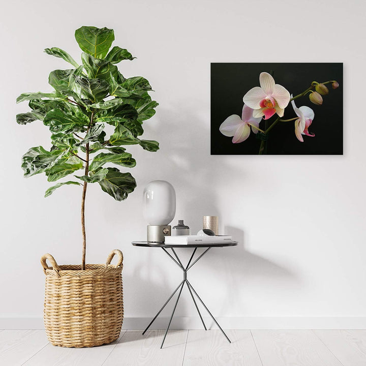 Feeby Wandbild Blumen Druckbild Leinwandbild Orchidee Weiss 100x70 cm Leinwandbild 100x70 cm Weiss_c