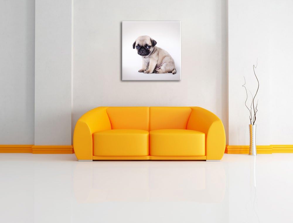 Kleiner Hundewelpe Mops, Format: 70x70 auf Leinwand, XXL riesige Bilder fertig gerahmt mit Keilrahme