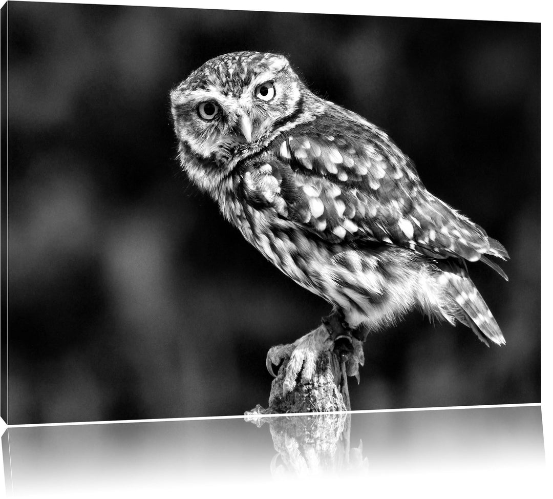 Monocrome, kleine Eule, Format: 100x70 auf Leinwand, XXL riesige Bilder fertig gerahmt mit Keilrahme