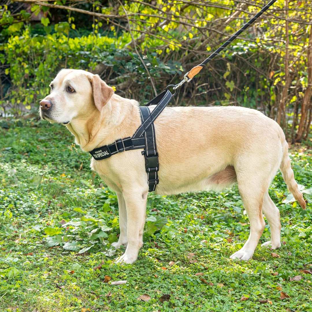 Hundegeschirr Verstellbar für Kleine Mittlere Grosse Hunde, Reflektierend Ausbruchsicher Ohne Zug, H