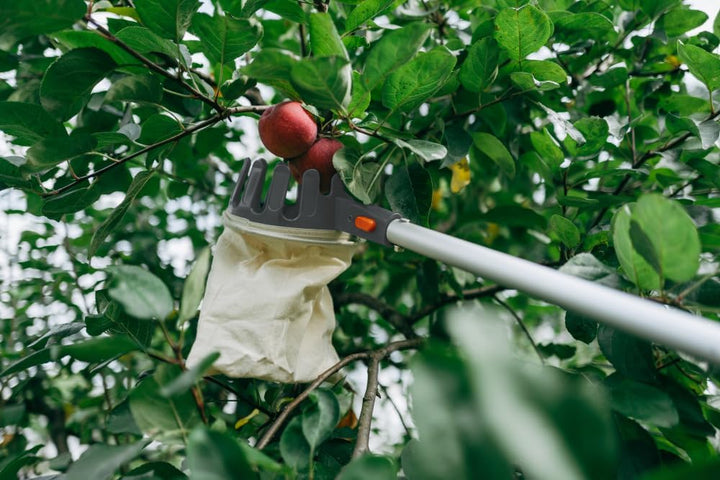 TAMS Obstpflücker mit Teleskopstiel 150–375 cm und Arbeitshandschuhen