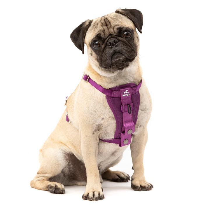 Kurgo Tru-Fit Hundegeschirr, Crash-Test-erprobtes Auto-Sicherheitsgurt, Für Hunde von 2 bis 5 kg, Gr