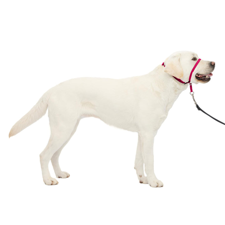 PetSafe Sanfter Führer Halsband mit Trainings-DVD Himbeere Large 60-130 Lb., Himbeere Large 60-130 L
