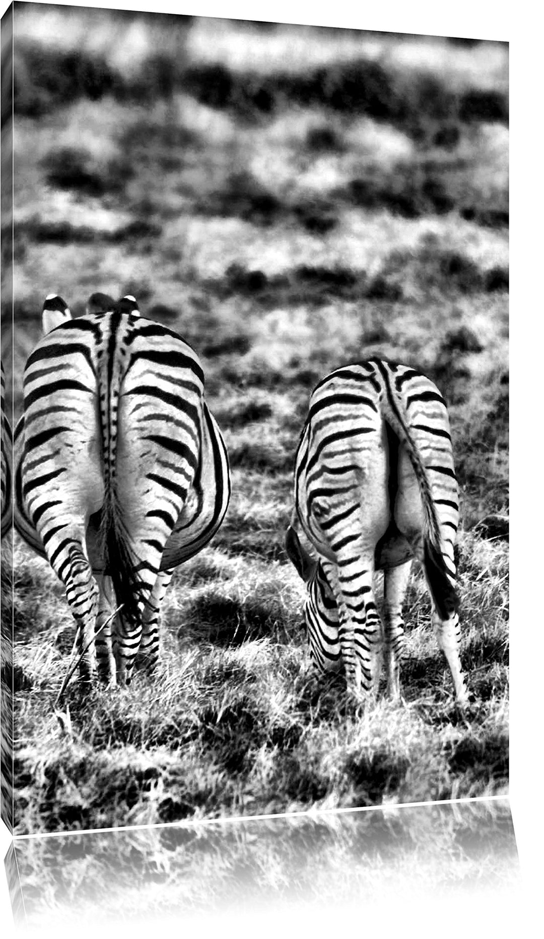 Pixxprint Monocrome, Zebras mit weissen Vögeln, Format: 100x70 auf Leinwand, 100x70
