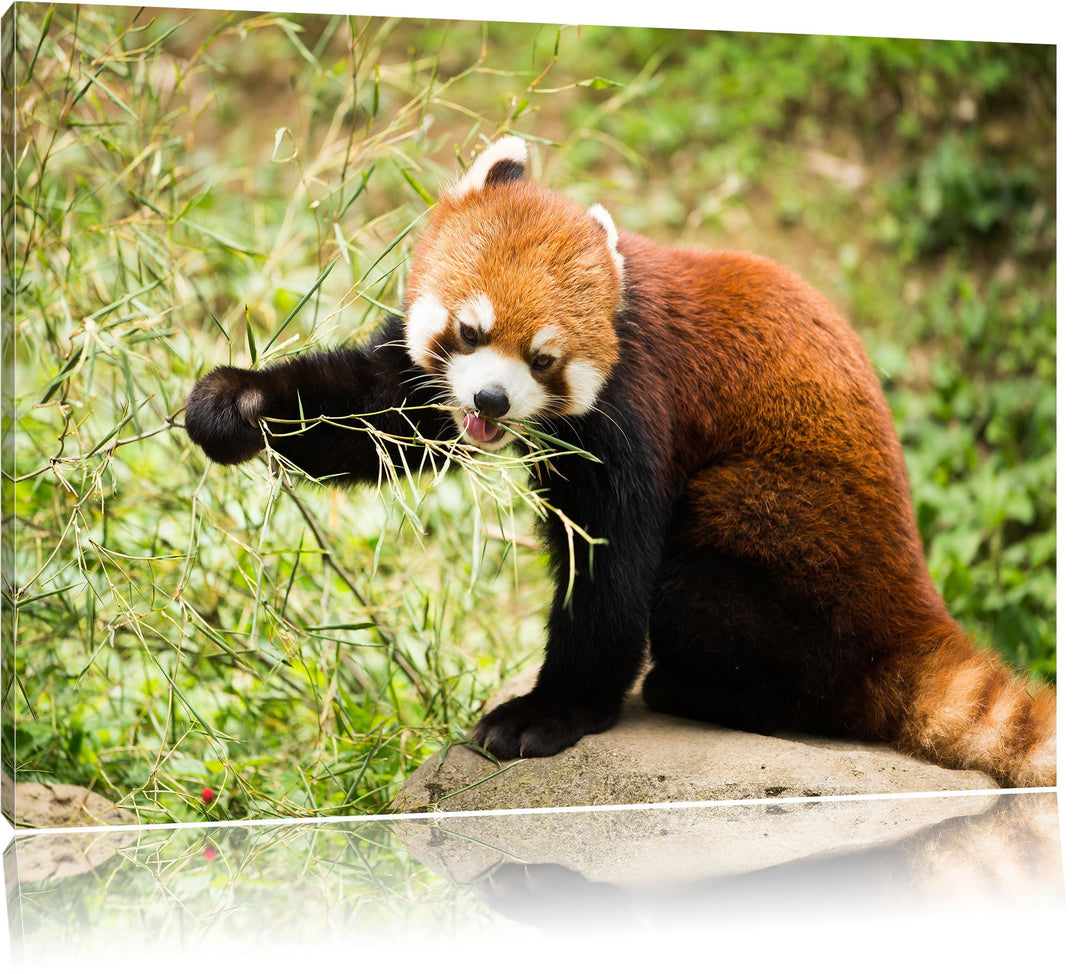 Niedlicher roter Panda, Format: 100x70 auf Leinwand, XXL riesige Bilder fertig gerahmt mit Keilrahme