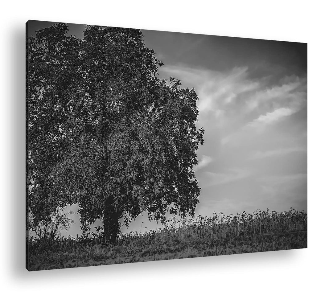 deyoli Herbstliche Landschaft Format: 80x60 als Leinwand, Effekt: Schwarz&Weiss, Motiv fertig gerahm