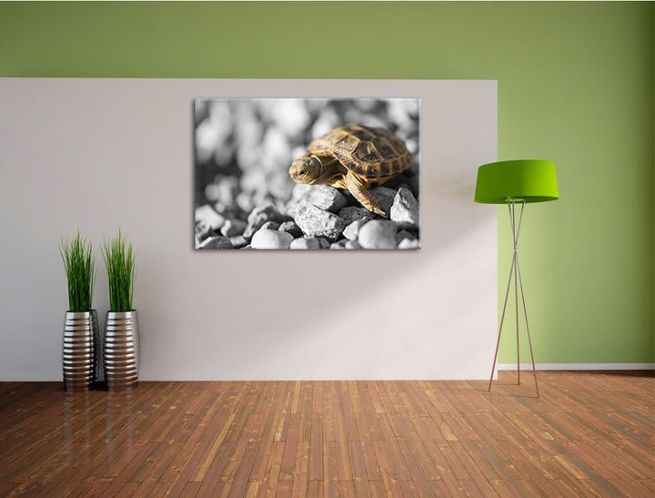 süsse Schildkröte auf Steinen schwarz/weiss Format: 100x70 auf Leinwand, XXL riesige Bilder fertig g
