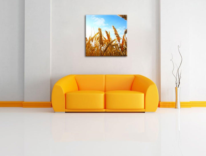 Getreide im Sonnenschein, Format: 70x70 auf Leinwand, XXL riesige Bilder fertig gerahmt mit Keilrahm