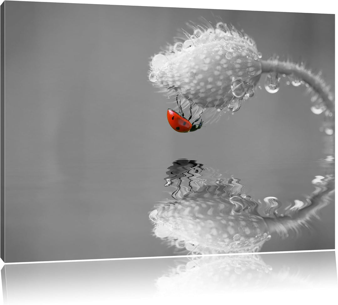 Pixxprint Marienkäfer Mohnblume als Leinwandbild/Grösse: 100x70 / Wandbild/Kunstdruck/fertig bespann