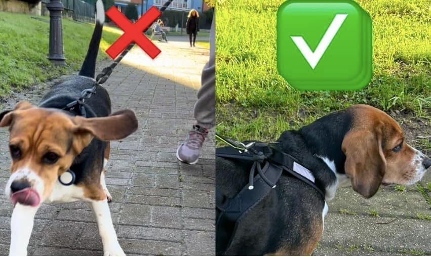 Total Sportgeschirr mit Hund, Laufen, Canicross, Schlitten, Mushing, Fahrrad, Roller... (M, Rot) M R