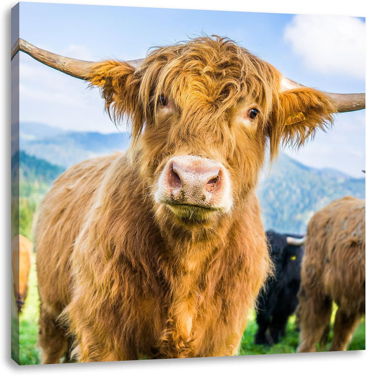 Pixxprint Niedlicher Blick Einer Kuh an der Weide, Format: 70x70 auf Leinwand, 70x70