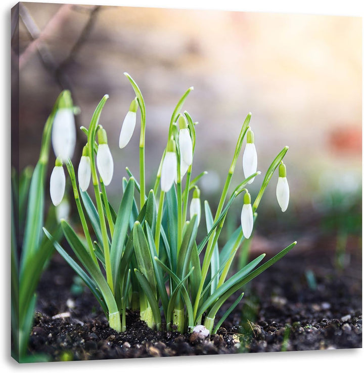 Pixxprint Schneeglöckchen am Waldrand als Leinwandbild/Grösse: 70x70 cm/Wandbild/Kunstdruck/fertig b