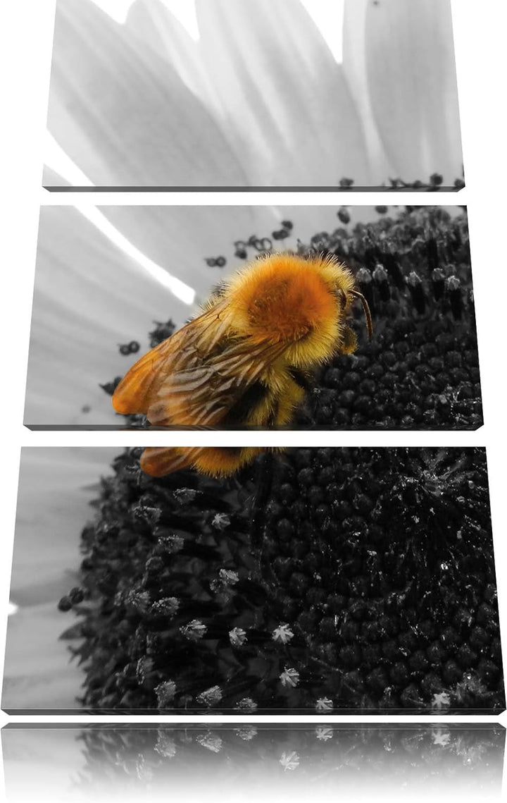 Pixxprint süsse Biene auf grosser Sonnenblume als Leinwandbild/Grösse: 3 Teilig (120x80) cm/Wandbild