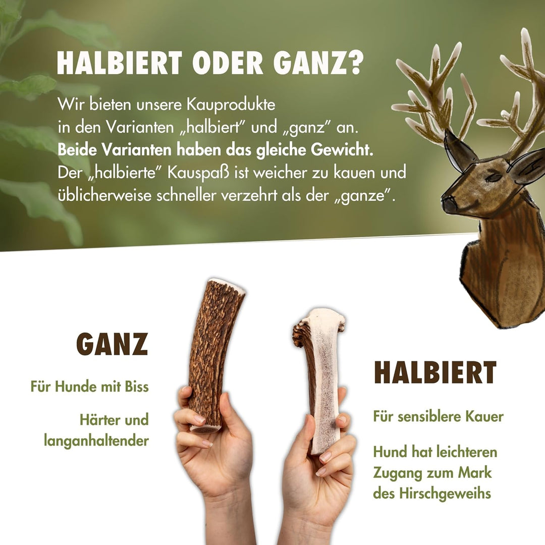 FOURLEGS® natürlicher Kausnack für Hunde aus 100% Hirschgeweih - Mineralstoffe, Kauspielzeug, Kausta