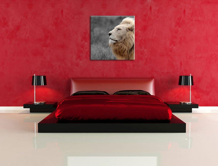 Pixxprint Weisser Löwe in der Savanne als Leinwandbild/Grösse: 70x70 cm/Wandbild/Kunstdruck/fertig b