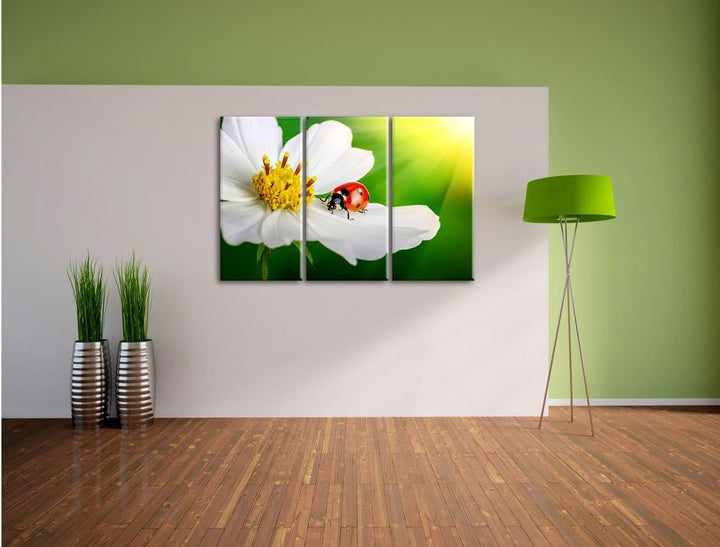 Pixxprint Marienkäfer auf Einer weissen Blume als Leinwandbild/Grösse: 3 Teilig (120x80) / Wandbild/