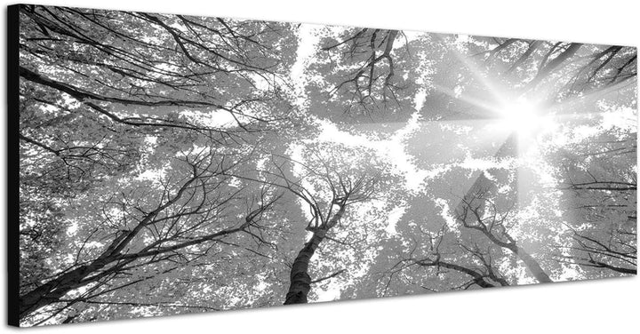 Paul Sinus Art Leinwandfoto als Panorama SCHWARZ/Weiss 150x50cm Wald Baumkronen Himmel Sonnenlicht H