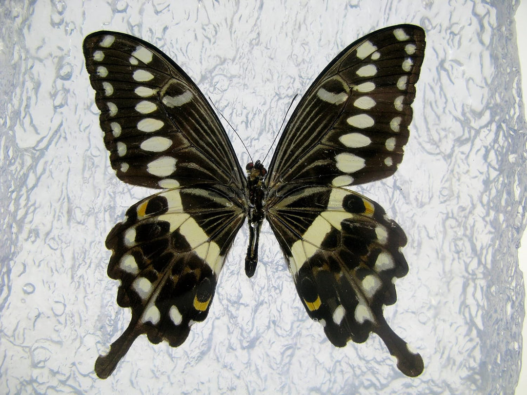 Echter, sorgfältig präparierten Schmetterling in Kunstharz gegossen. Dekorativ und selten. Bewahren