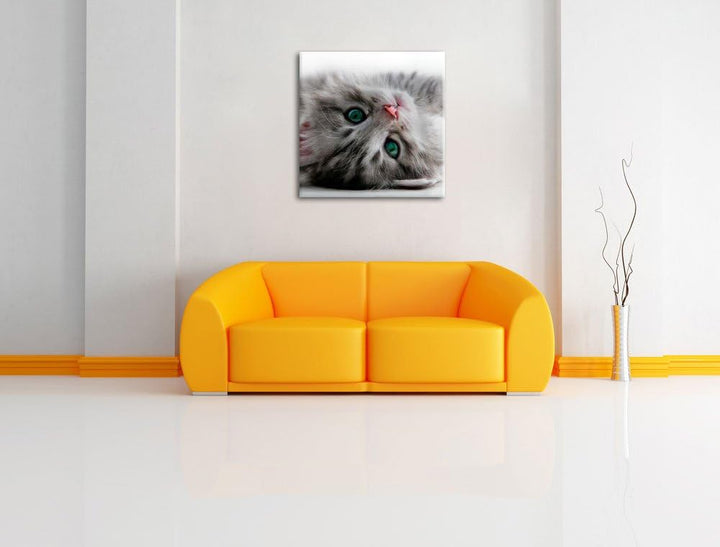 Süsses Katzenbaby, Format: 70x70 auf Leinwand, XXL riesige Bilder fertig gerahmt mit Keilrahmen, Kun