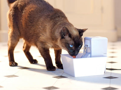 PetSafe Cube Aqua automatischer Trinkbrunnen, Wasserspender für kleine Hunde und Katzen, Mit Aktivko