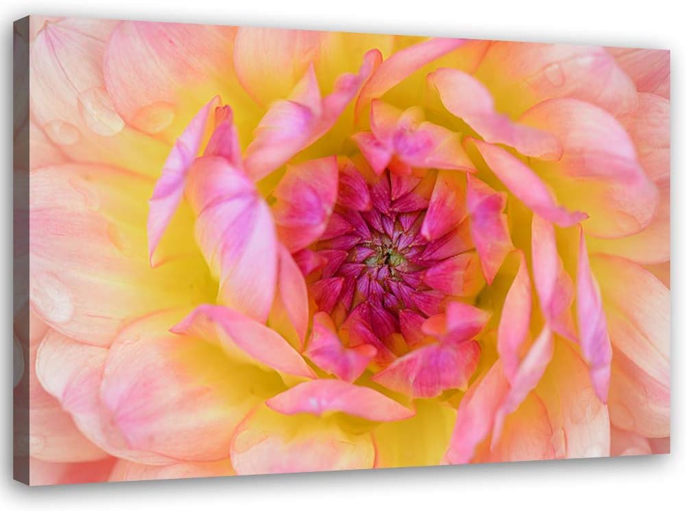 Feeby Bild auf Leinwand Blume Kunstdruck modern Natur Rosa 80x60 cm Leinwandbild 80x60 cm Rosa_B, Le