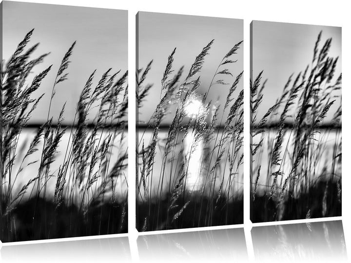 Pixxprint Sonne zwischen Gräsern als Leinwandbild/Grösse: 3 Teilig (120x80) / Wandbild/Kunstdruck/fe