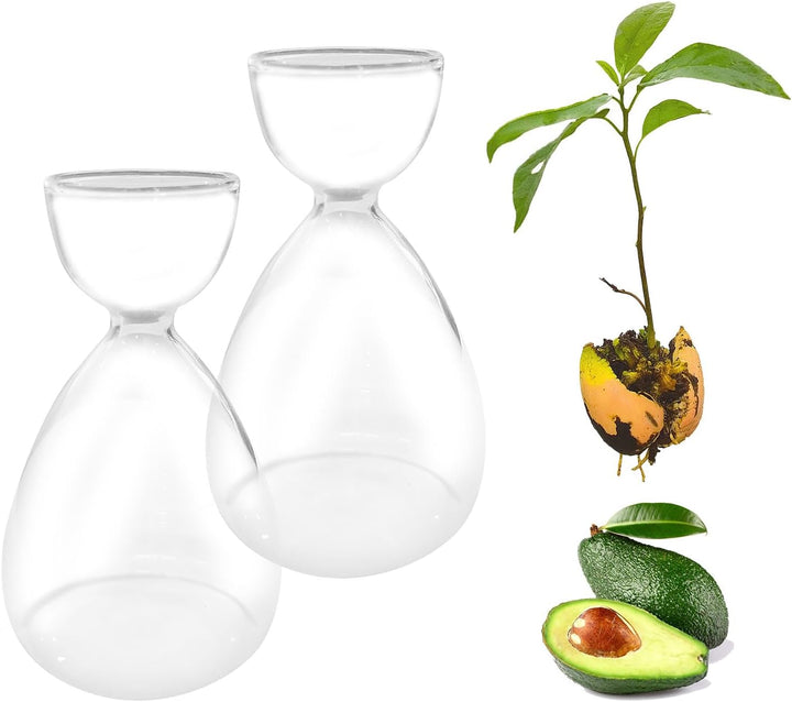 2 Stück Avocado-Samen, Sprossen, Starter-Vase, Avocado-Baum-Anbau-Set, Glasvasen, Gartensamen, Start