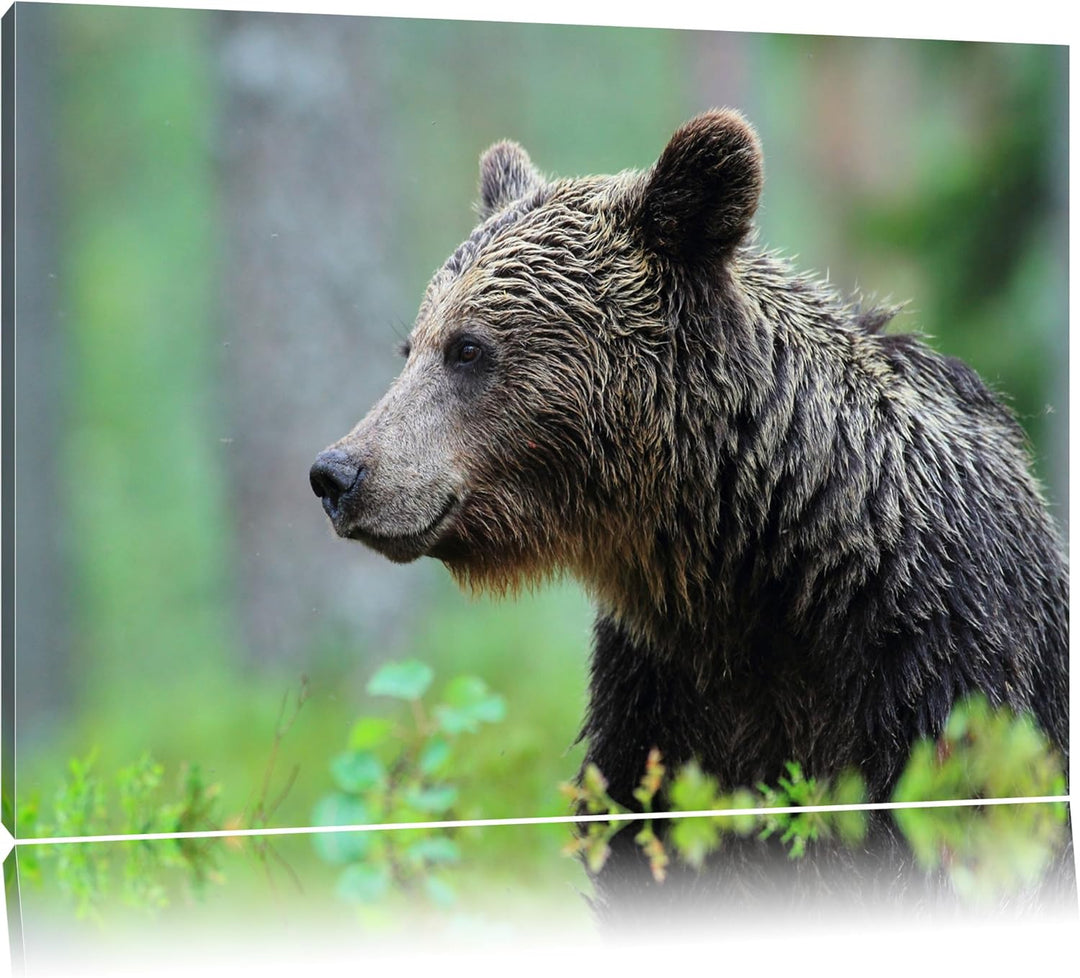 Pixxprint Kleiner Bär Format: 100x70 auf Leinwand, XXL riesige Bilder fertig gerahmt mit Keilrahmen,