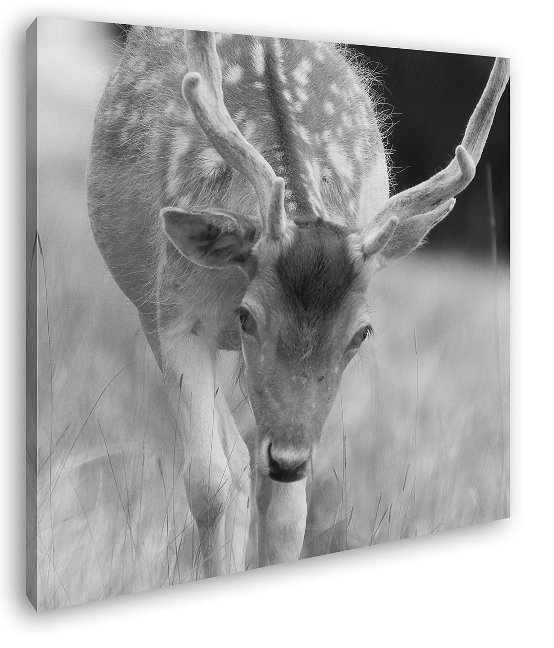 deyoli ruhiger junger Hirsch Format: 60x60 Effekt: Schwarz&Weiss als Leinwandbild, Motiv fertig gera