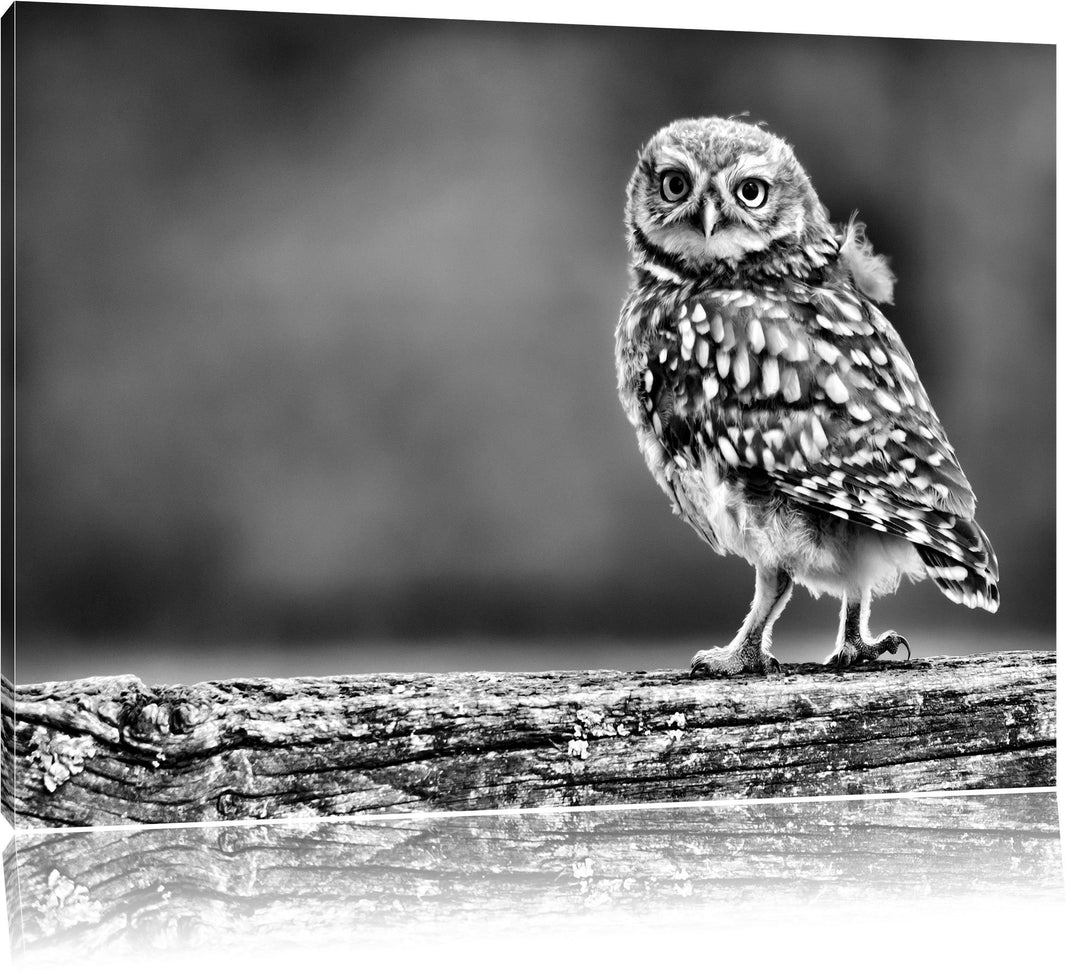 Pixxprint Kleine Eule auf Baum / 100x70cm Leinwandbild bespannt auf Holzrahmen/Wandbild Kunstdruck D