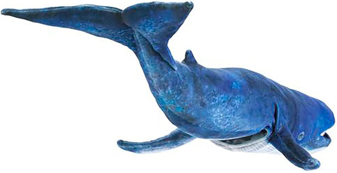 Blauwal/Blue Whale
