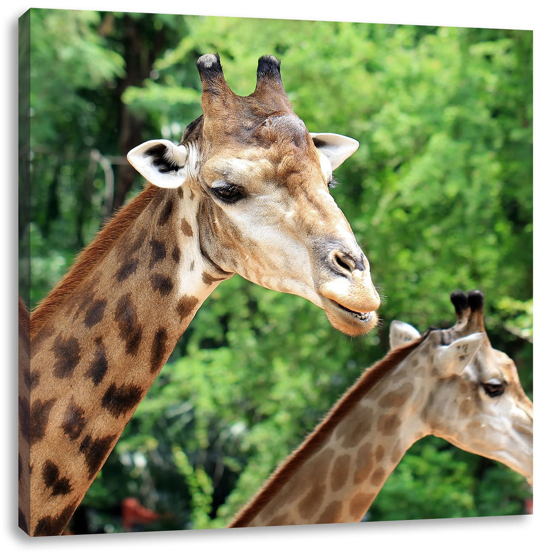 Pixxprint Giraffen, Format: 70x70 auf Leinwand, XXL riesige Bilder fertig gerahmt mit Keilrahmen, Ku