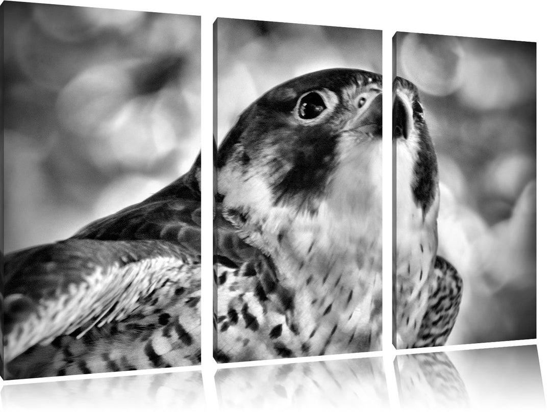 Pixxprint schöner Grauer Adler als Leinwandbild | Grösse: 3 Teilig (120x80) | Wandbild| Kunstdruck |